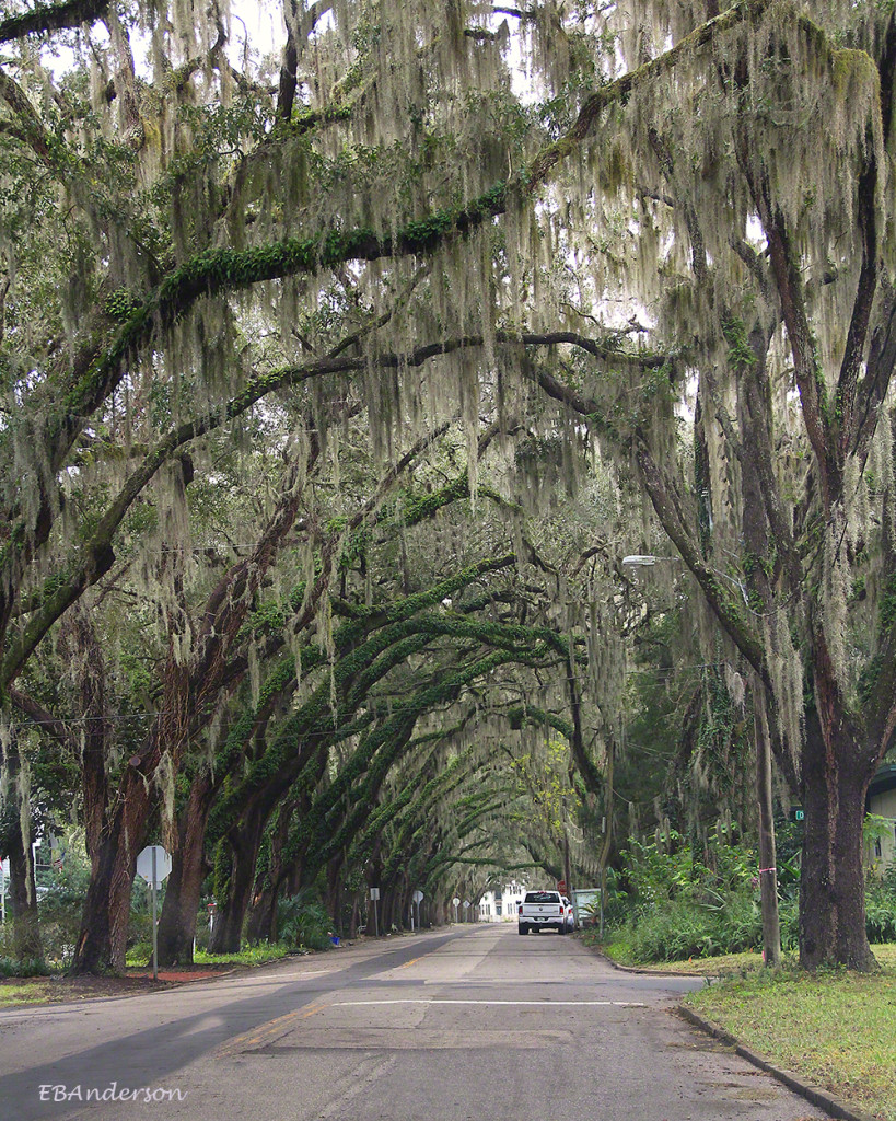 Magnolia Avenue in St. Augustine was once proclaimed by National Geographic as one of the most beautiful streets in America. It's not very long, and it is quite nice.